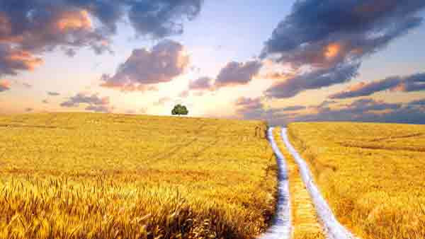 Кто является собственником сельскохозяйственных угодий Украины?