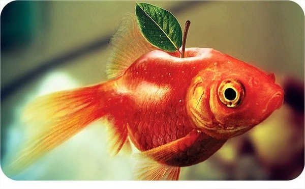 В США разрешили употреблять в пищу генетически модифицированных животных