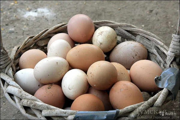 Яйца как двигатель эстонского сельского хозяйства