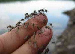 В связи с блокадой Крыма украинская Херсонщина терпит экологическую катастрофу