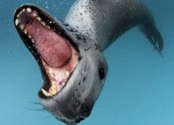 Пентагон готовится милитаризировать океан, запустив в него модифицированных морских особей