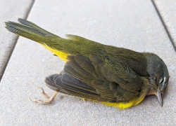 Сотни тысяч перелетных птиц падают с неба на юго-западе Америки