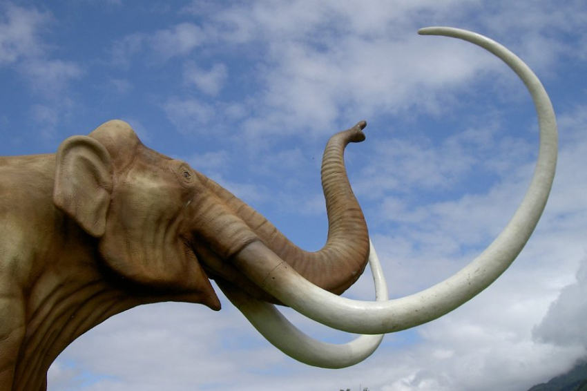 Лазерное сканирование поможет бороться с контрабандой слоновой костью