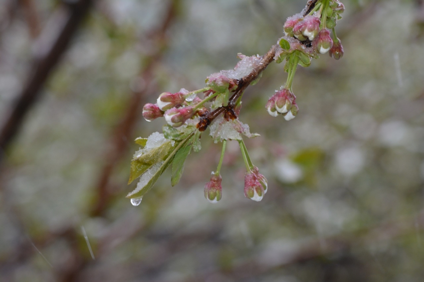 Известна дата возвращения заморозков в центральную часть России