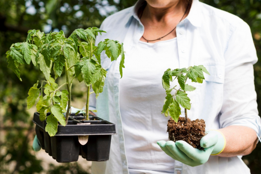 Укрепит рассаду помидоров: очень неожиданное решение