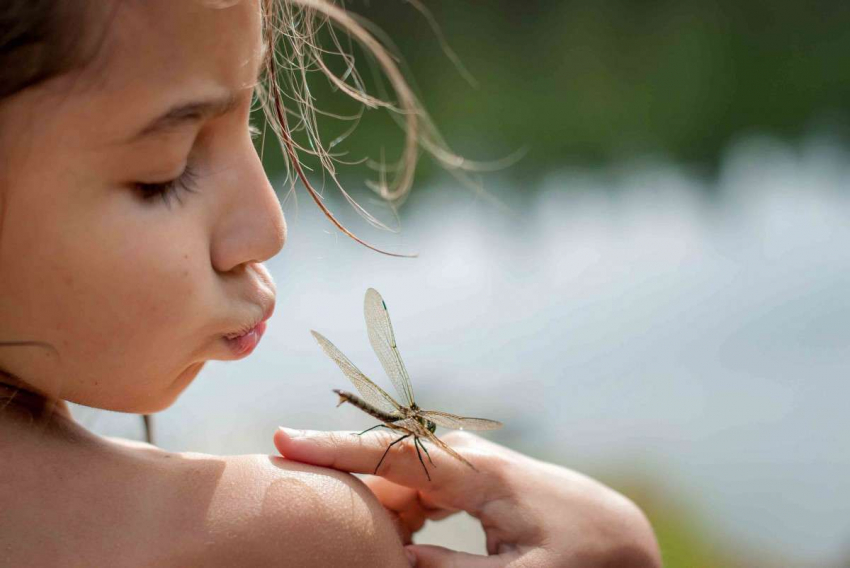 Дьявольские иглы: стрекозы – прекрасные охотники с отличным зрением