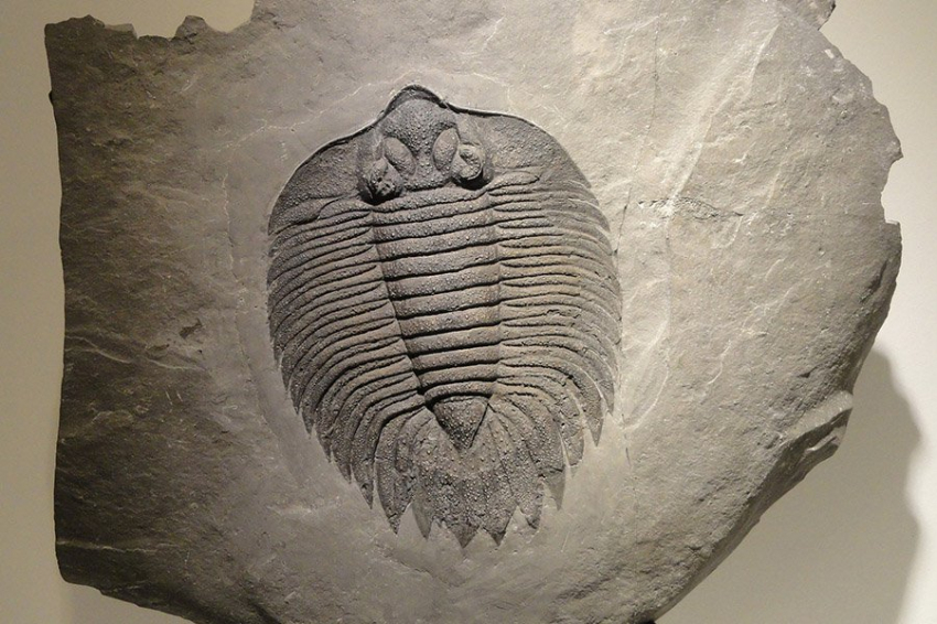 «Почти коллапс» магнитного поля Земли помог возникновению сложной жизни