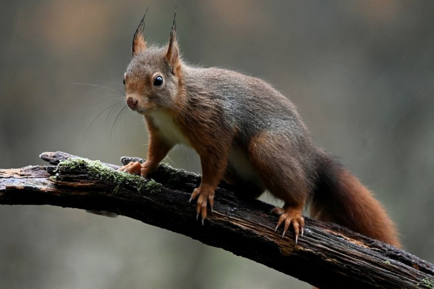 Красные белки являлись источником проказы в средневековой Англии
