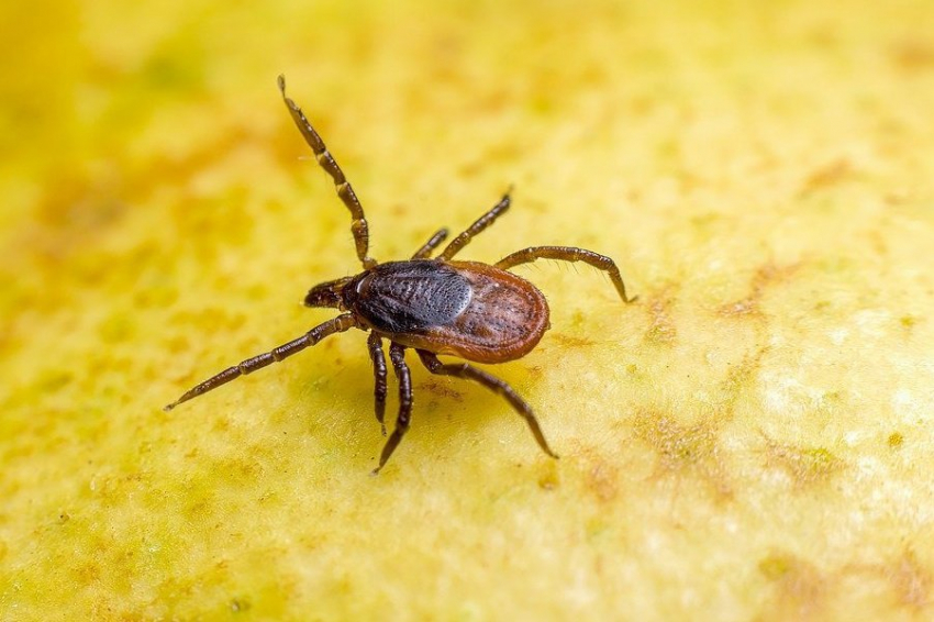 AAEM: клещи предпочитают II группу крови