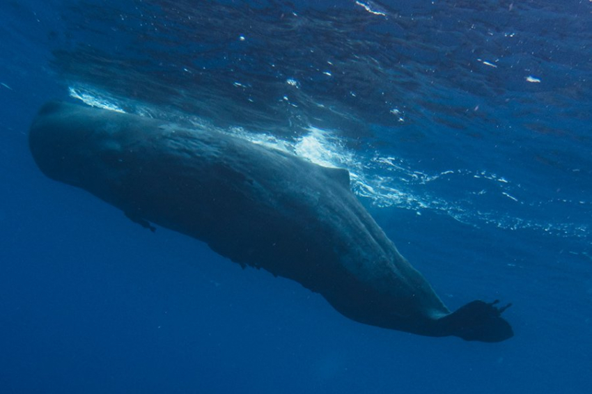 Щелчки кашалота могут оказаться самым близким к человеческому языку звуком