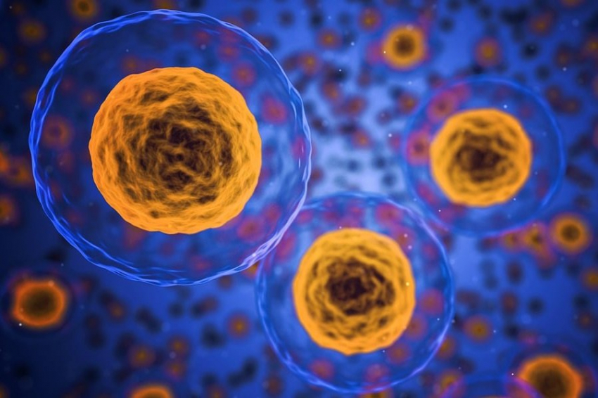 Оценка размера жировых клеток в детстве необходима для контроля веса в будущем