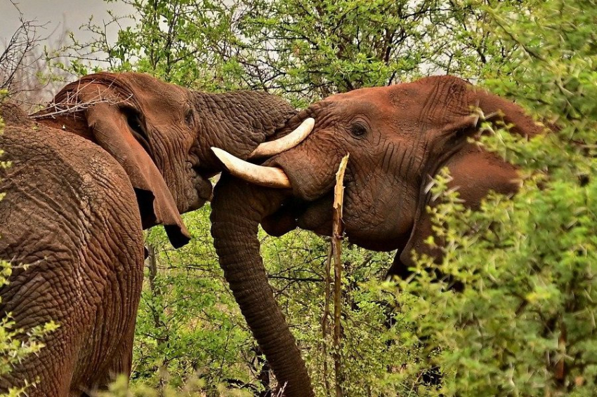 Communications Biology: слоны используют жесты и звуки при общении