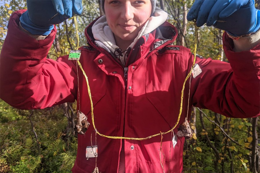 Чайные пакетики рассказали о микробной активности в почвах Европейской части России