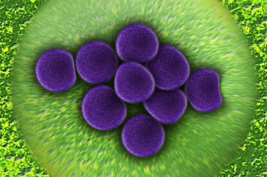 В костях неандертальцев нашли древнейшие известные человеческие вирусы