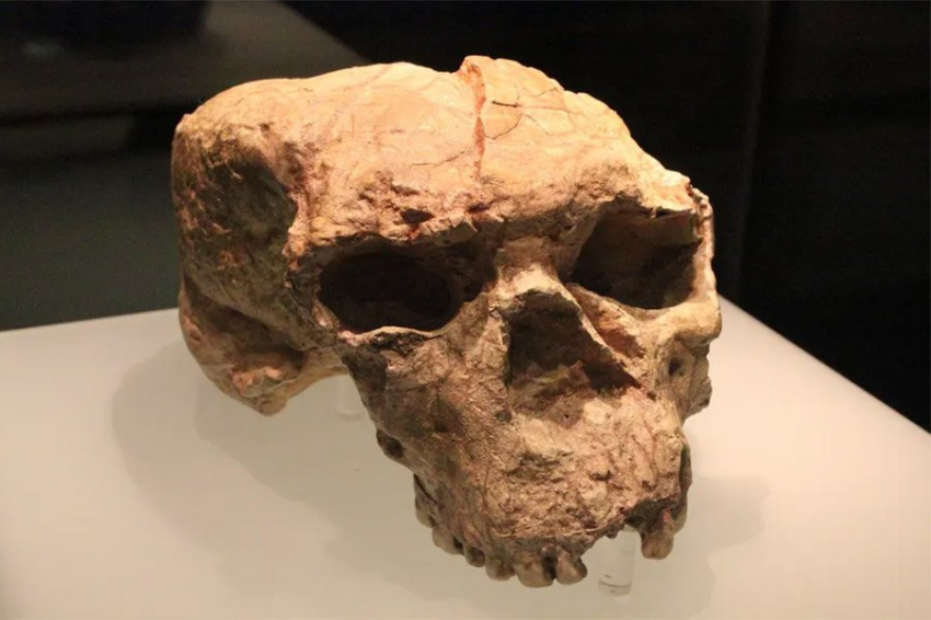 Загадочный древний череп из Китая может принадлежать линии «Человека-Дракона»