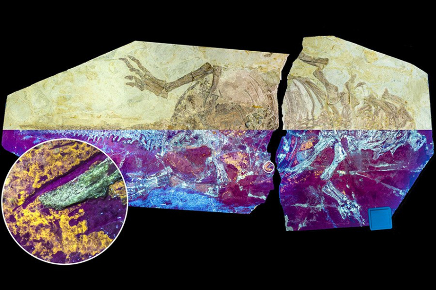 Ученые обнаружили скрытый этап в эволюции перьев динозавров