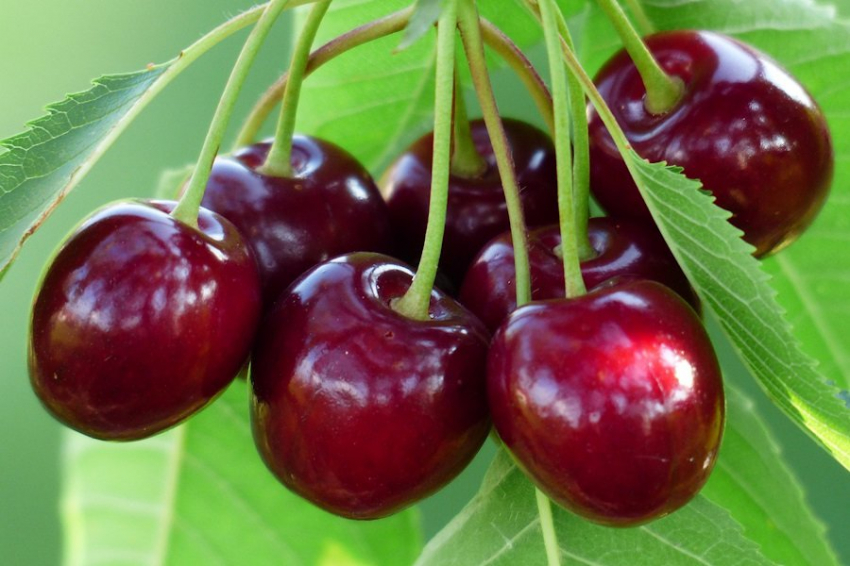 Исследование выявило пользу ягод для здоровья сердца