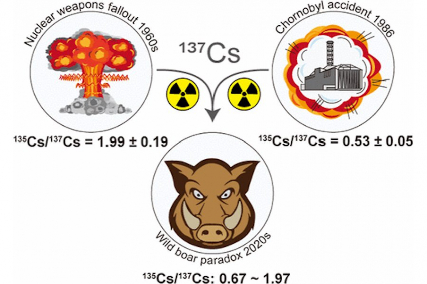 EST: Чернобыль и ядерные испытания одинаково виновны в радиоактивности кабанов