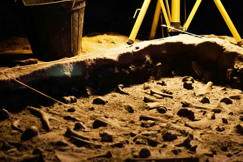 Частичный скелет ранее неизвестного динозавра-теропода найден в Сибири