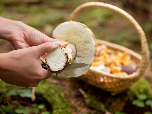 Не стоит добавлять эти грибы в суп: список неподходящих съедобных видов