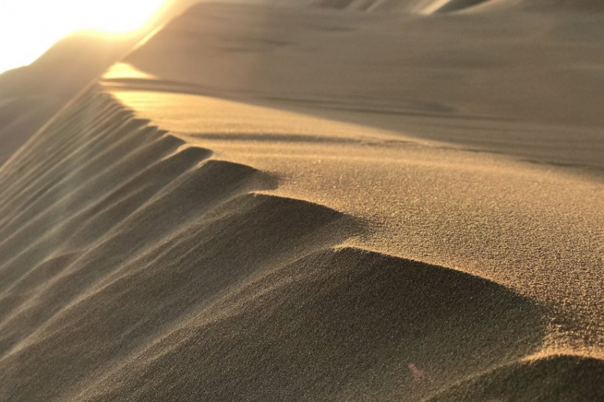 На Аравийском полуострове найден новый вид змей