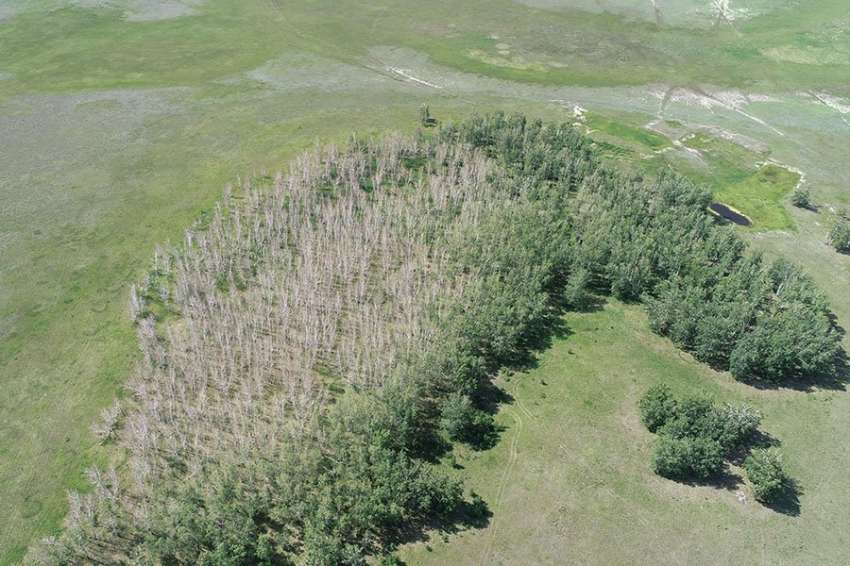 Поражение лесов непарным шелкопрядом научились отслеживать при помощи спутников
