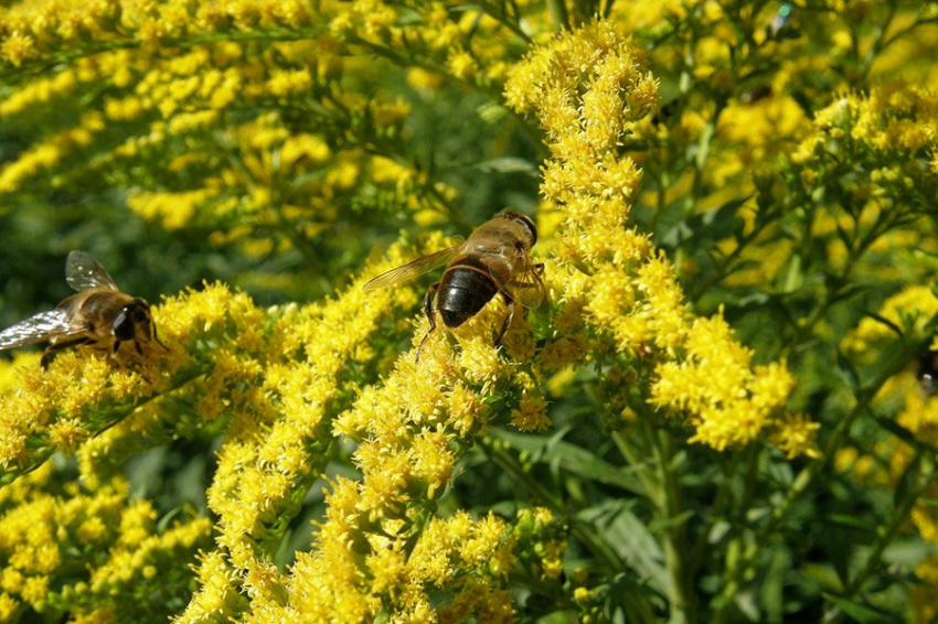 Ученые утверждают, что некоторые цветы можно назвать разумными