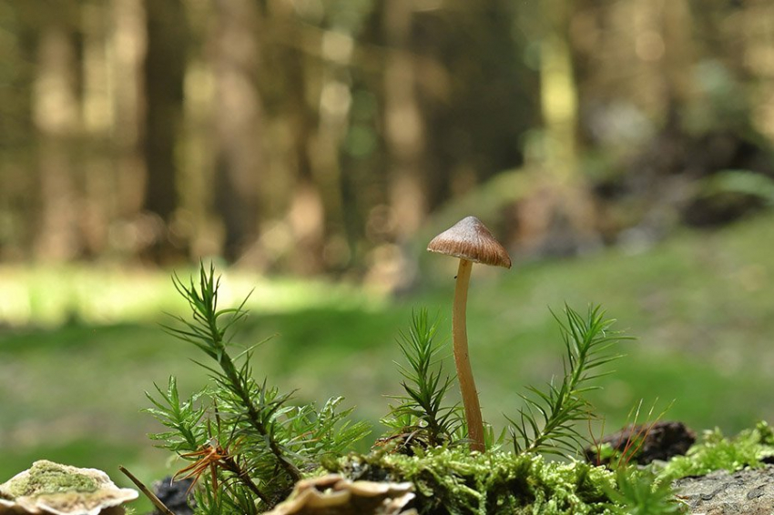 Шляпочные грибы имеют «расширенный» геном, что делает их более адаптируемыми 
