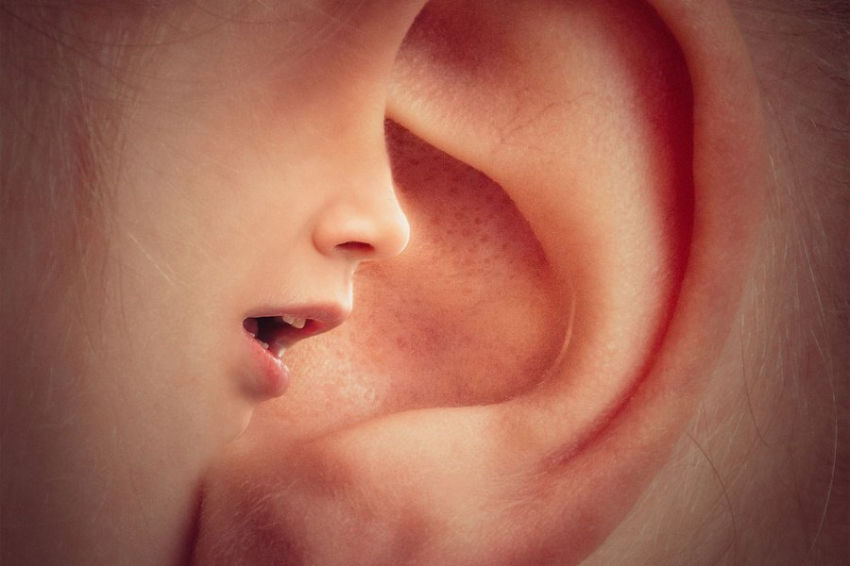 PLOS: потеря слуха связана с плотностью синапсов внутренних волосковых клеток