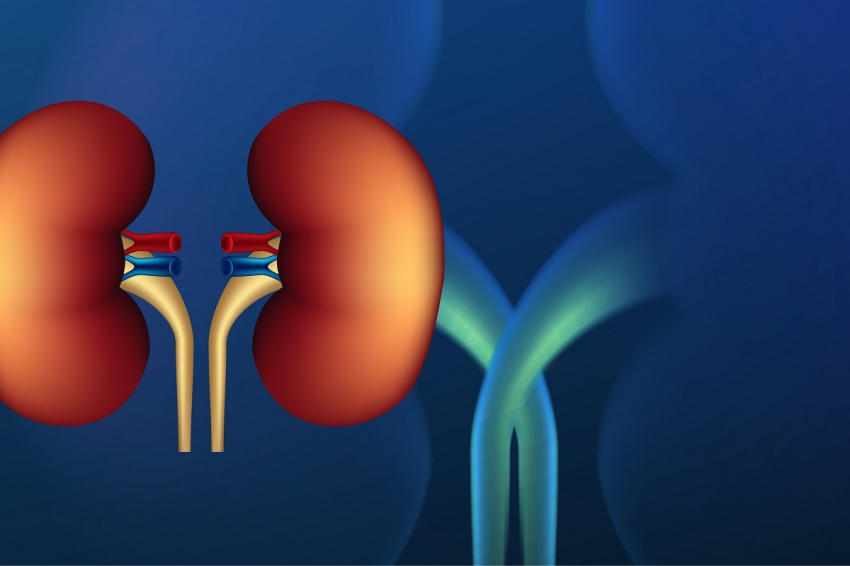 Как болят почки: основные симптомы, с которыми нужно срочно к врачу