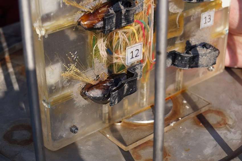 Не только деликатес: с помощью мидий и методов машинного обучения создан алгоритм для мониторинга водной среды