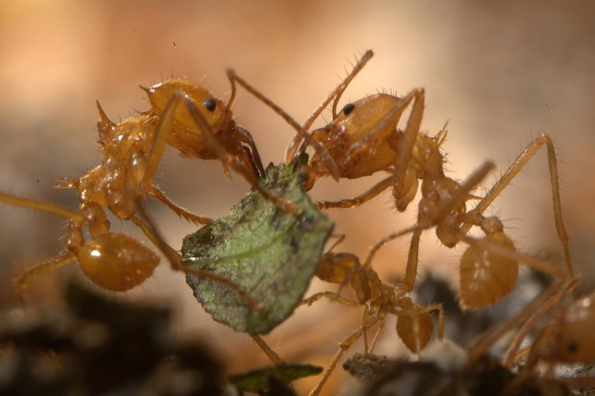 SA: у древних муравьев была сложная социальная жизнь