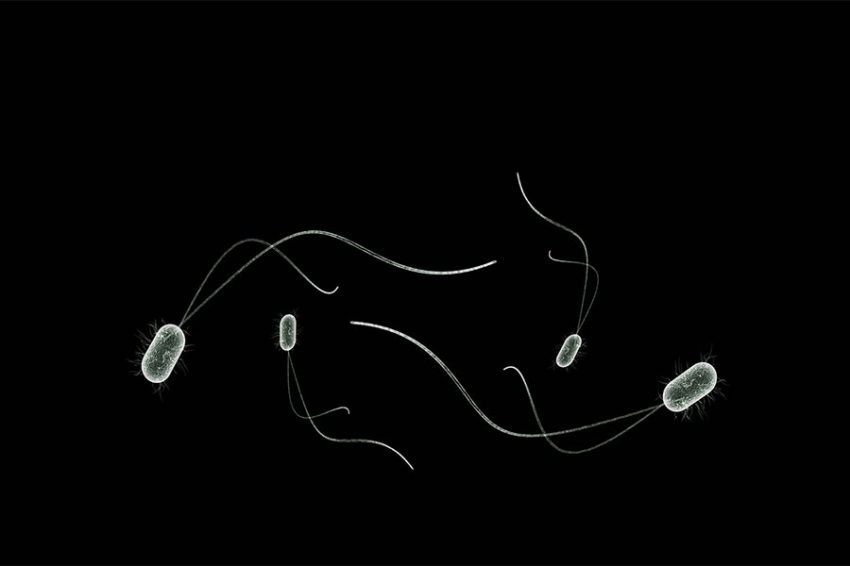 «Эгоистичные гены» дают вирусам конкурентное преимущество