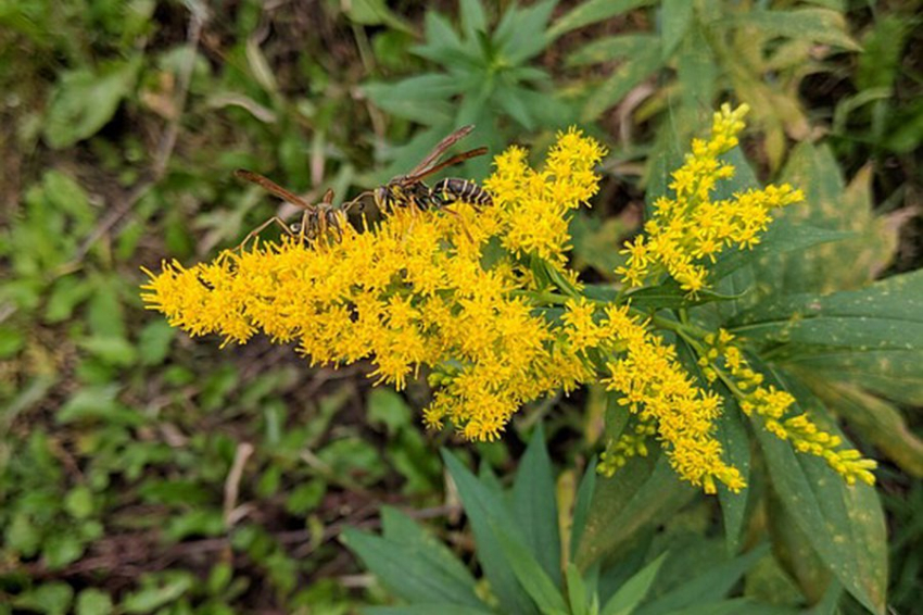 Крымские ученые создали уникальный биопрепарат против амброзии