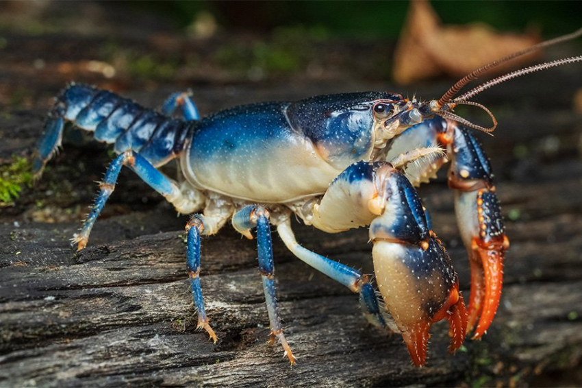 Раки, живущие под землей, могли получить свою яркую окраску случайно