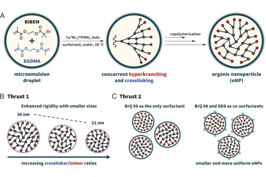 PNAS: в США разработали новый тип органических наночастиц (oNP)