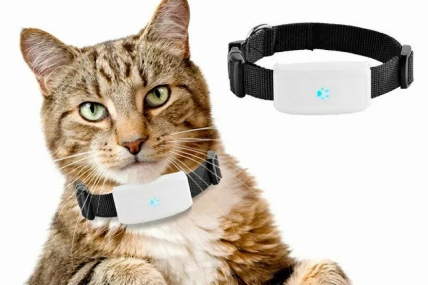 Российские разработчики представили уникальный смарт-ошейник для кошек