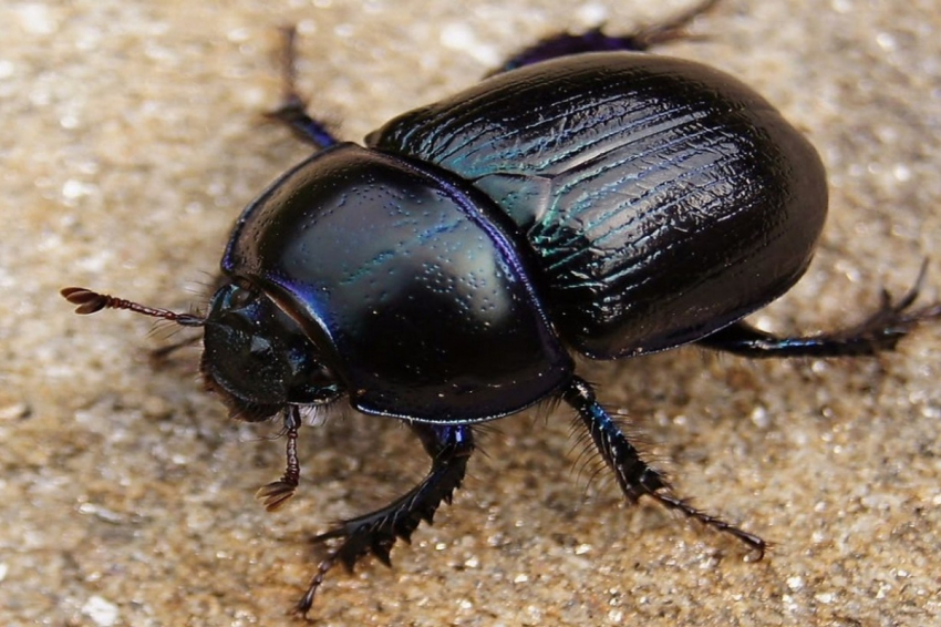 Названо самое сильное животное на планете Земля