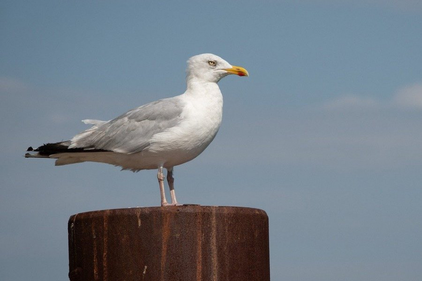 Тяга к морепродуктам у чаек не зависит от того, чем их кормили в детстве