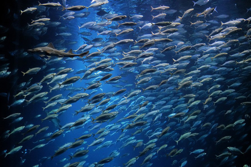 Ученые выявили мозговые контуры, связанные с поведением стайных рыб