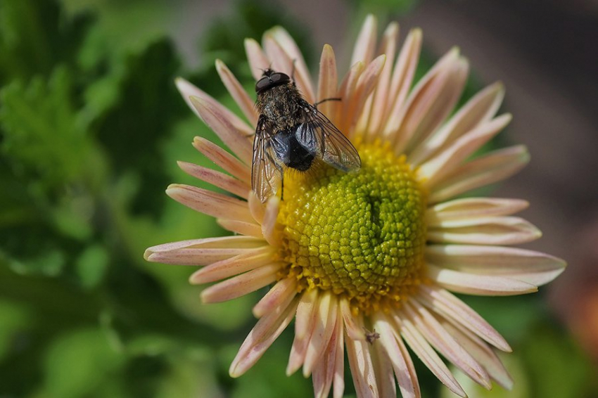 Nature: ген плодовой мушки поможет обратить вспять болезнь Паркинсона