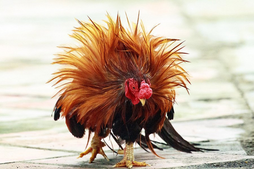Куры краснеют, когда они напуганы или взволнованы