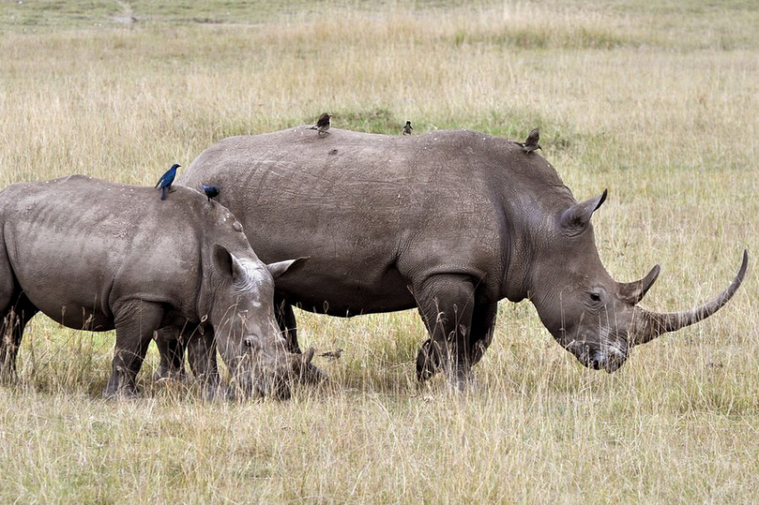 Астраханские палеонтологи обнаружили останки гигантского носорога-эласмотерия