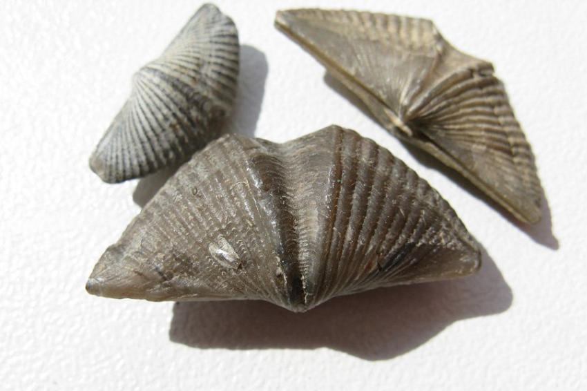 Древние морские животные имели изобретательное прошлое, но малое число видов