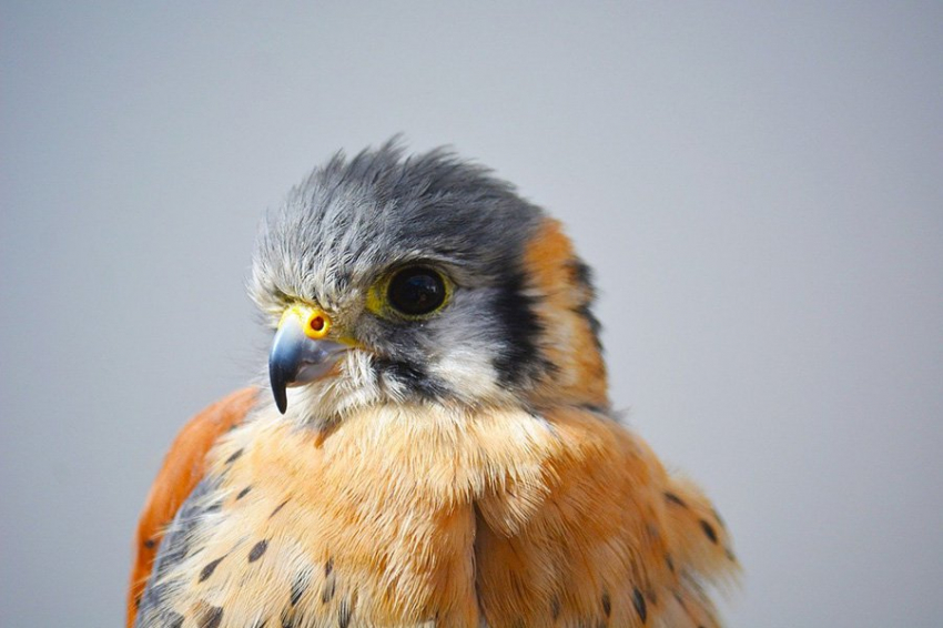 NEE: предок всех современных птиц мог иметь разноцветные перья