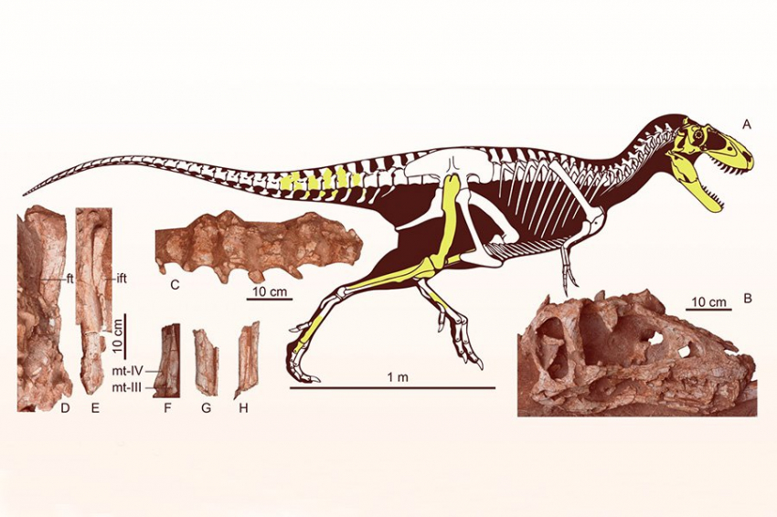 В Китае обнаружен новый вид тираннозавров