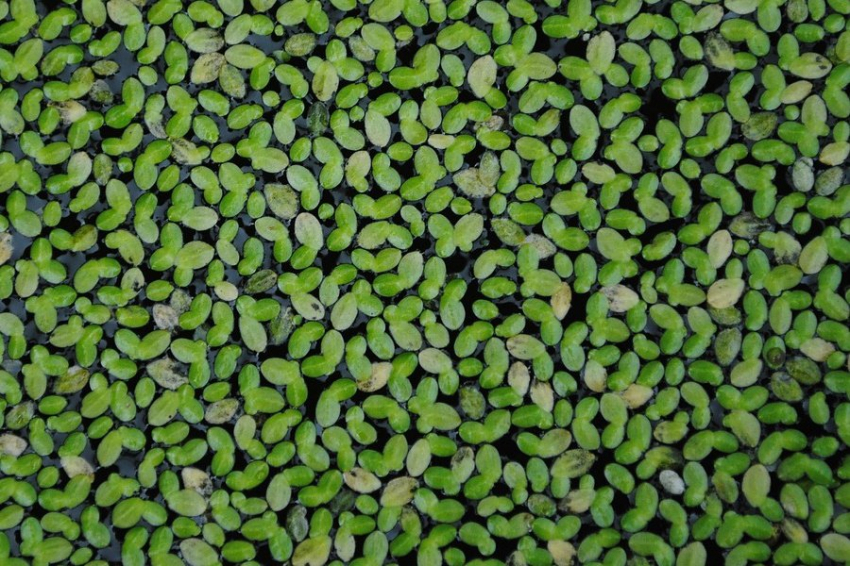 The Conversation: ряска болотная как неиссякаемый источник белка