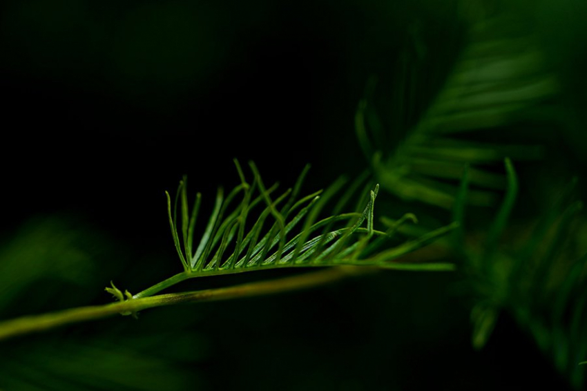 Исследователи определили оптимальное время сумерек для роста растений