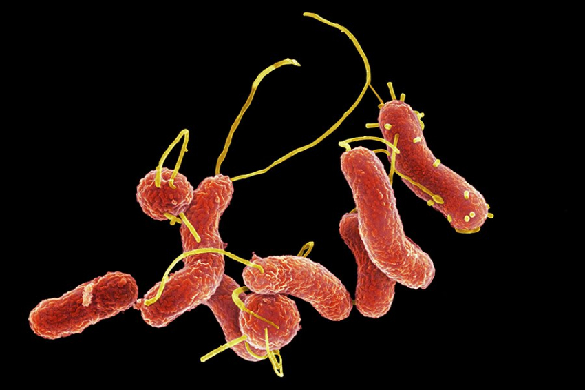 Устранение кишечного микроба может сократить заболеваемость раком желудка