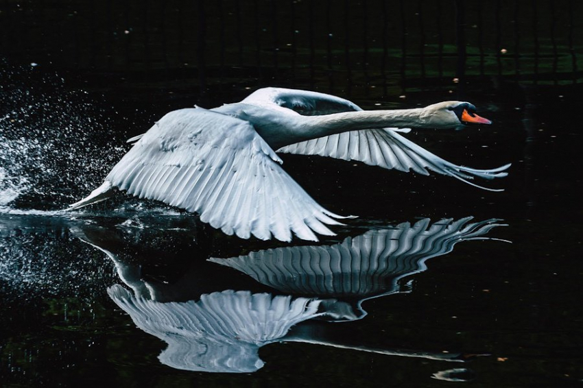 Птицы после апокалипсиса: как метеорит изменил их ДНК и судьбу